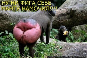 Оспа атакует: редкую вирусную инфекцию завезли в Великобританию