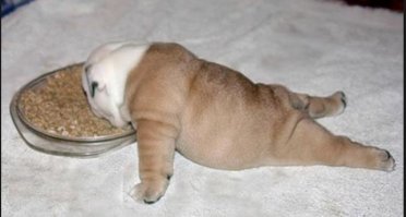 25 животных, которые познали пофигизм в совершенстве