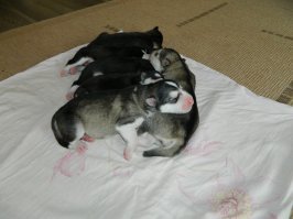 волк это серьезно ,вот мои волчата маламутики )))