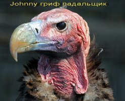 В Симферополе водитель автобуса сбил пешехода и спокойно уехал