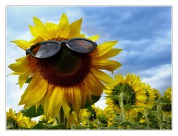 обожали в детстве найти среди подсолнухов самые большие шляпки и, употребляя семки мягкие, выписывать узоры всякие, рисунки и даже слова)))