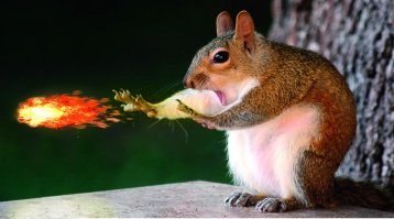 Финалисты конкурса Comedy Wildlife Photography Awards 2018