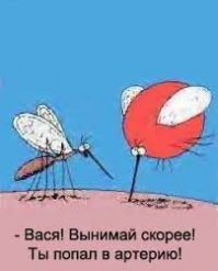 Зачем комару кровь