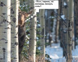 Финалисты конкурса Comedy Wildlife Photography Awards 2018