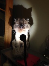 Из королевы в алкоголичку