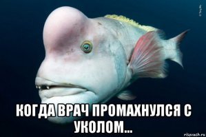 Конкурс дикой фотографии Wildlife Photographer of the Year 2018
