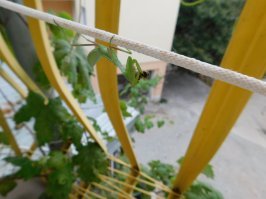 Богомол чавкает осу. Август 2018