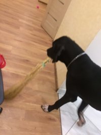 Обожаю этих собак!!! И умные и красивые и преданные! А уж хозяйственные -)))