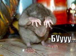 Дорого крыска обошлась.