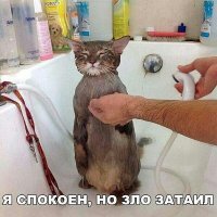 Кошачьи демотиваторы