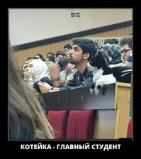 Кошачьи демотиваторы