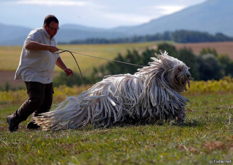 Вот венгерская овчарка. вам не кажется что размер, хм, слегка не совпадает?