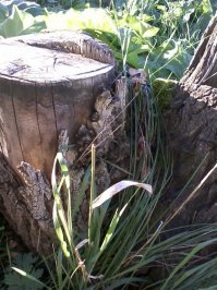 выросли в сквере под окном вообще без запаха на втором фото грибы на пеньке пахли восхитительно грибным запахом . на вкус не знаю не осмелилась попробовать