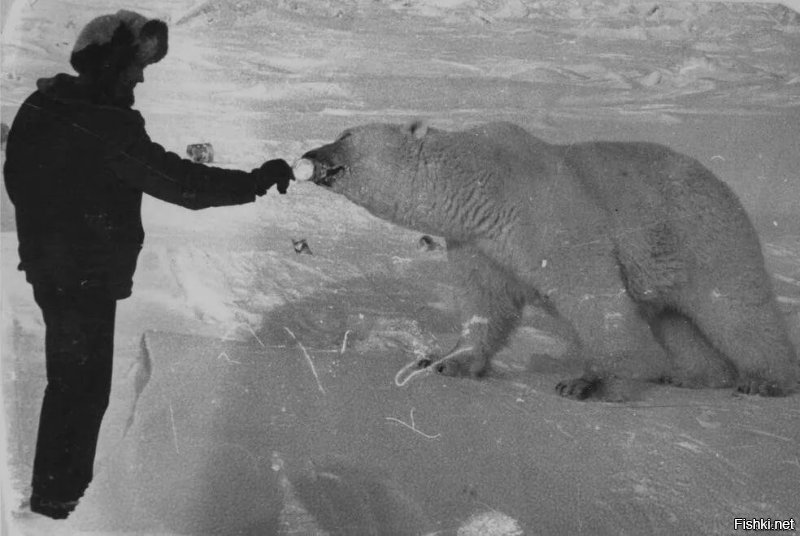 Фото кормления белых медведей советской сгущёнкой имеет несколько кадров. Снято на Чукотке в 1979. Смелый мужик - майор Советской армии Сергей Муний.
