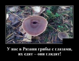 Грибы на улицах наших городов (настоящие)