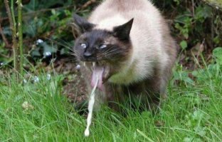 20 забавных фейлов, которые случились на турниках