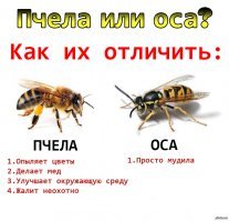 Битву ос и шершня сняли на видео 