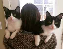 Двое, такие же как мой)))