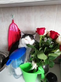 Кошачий фотопозитив