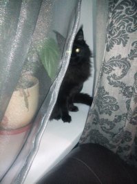 Алиса . Мэйн Кун . 5 месяцев - 4,5 кило .. бомба а не кошка ...