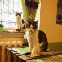 Кошачий фотопозитив
