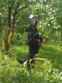 Моего зовут Юм.
Яблоки любит. Прямо с дерева готов жрать.
Да, назвали в честь Д. Юма -