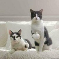 Селебрити ополчились на убийцу леопарда и запустили флешмоб c хештегом #найдитеэтусуку