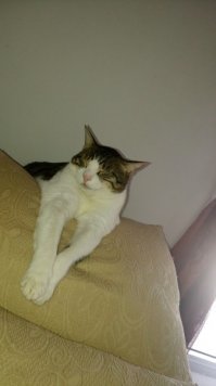 Мои подобранцы,возраст от 15 лет до одного года)))