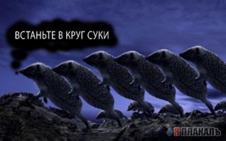 Вся правда о ежиках!