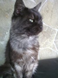 Кто то выбросил котенка, проезжая мимо нашего предприятия. Ходил за мной как собачонка. Ночевал на скамейке. Узнавал мою машину по звуку. Ночью подрался со стаей собак, был покусан. Искал его 2 недели. Пришёл хромой. Был депортирован домой. Теперь 8 кг.