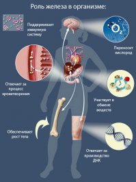 Какое злобное изобретение. Так и поверишь в Теории Заговора..........Этот магнит будет постоянно высасывать из крови человека, из организма ( как вампир) Железо!

И это может стать причиной тому что носящему эти магниты  ампутируют ноги! Так что подумайте трижды , прежде чем покупать такие шнурки!