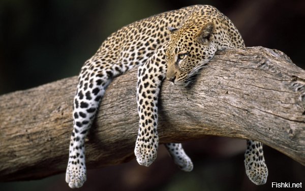 леопард самый красивый котяра, к тому-же ещё и редкий.