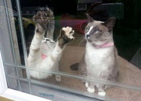 Много кошек не бывает.:)