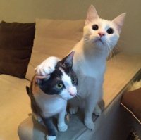 У автора поста дома есть только одна кошка. Но дух поста вы поняли совершенно правильно - на всех фотках в самом посте и в моих комментах к нему - по две кошки.
.