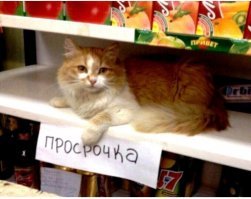 Так я не поняла в итоге, по какой цене продают просроченного кота?.. Почему стоимость не указана? Только не говорите, что опять меняете ценник.
