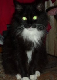 Лизка - 1996-2016..20 лет.. Через 2 года не выдержали  - Бонифаций - сейчас ему 3 месяца..