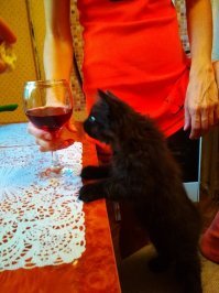 Лизка - 1996-2016..20 лет.. Через 2 года не выдержали  - Бонифаций - сейчас ему 3 месяца..