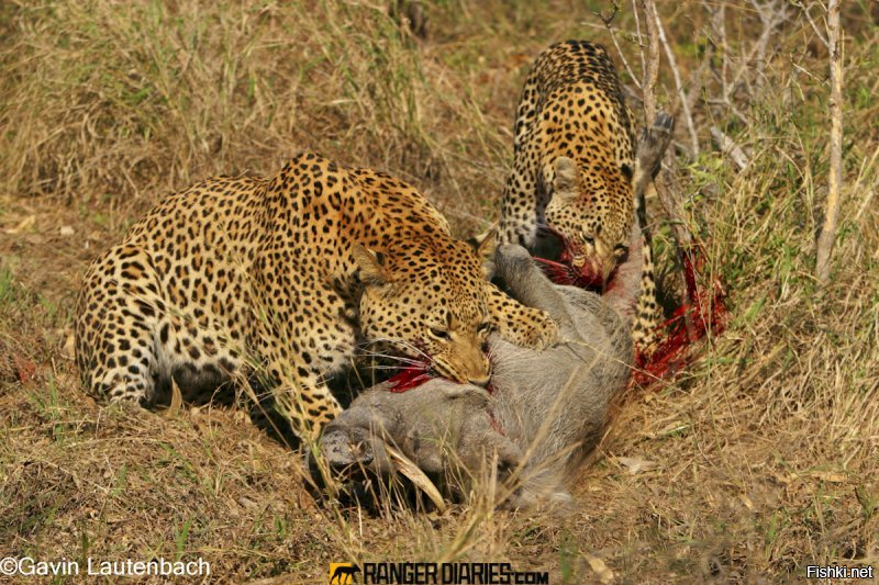 Селебрити ополчились на убийцу леопарда и запустили флешмоб c хештегом #найдитеэтусуку