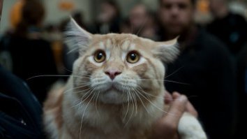 просто добавлю котиков...