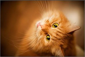 просто добавлю котиков...