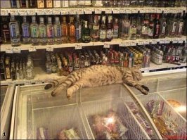 просто добавлю котиков...