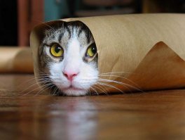 просто добавлю котиков...