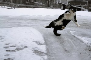 просто добавлю котиков...