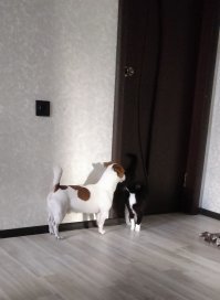 История одного кота