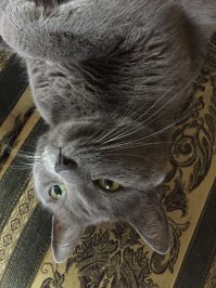 У меня котэ пришла с вещами в квартиру. Т.е. я на работу собирался, а котэ у квартиры сидела. Мяукать уже не могла, но забавно открывала рот. На мою фразу, ну заходи коли пришла-зашла. И уже 8 лет прилежно встречает меня с работы.