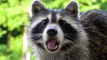 енот этичной ее охоту считать отказывается))