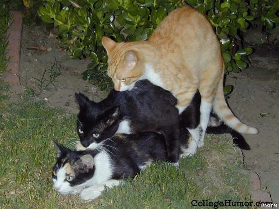 Спаривание 3. Сношение котов. Коты занимаются. Групповое спаривание котов. Коты совокупляются.