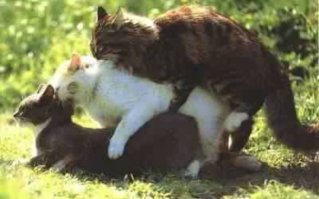 Вся правда о котах