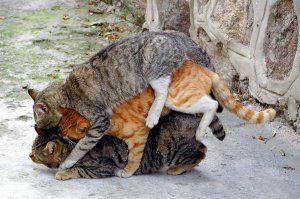 Вся правда о котах