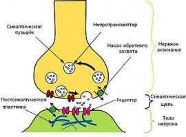 "Синапс химический"